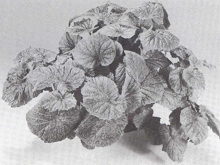 B. ‘Acibar’